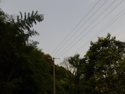 树林电线