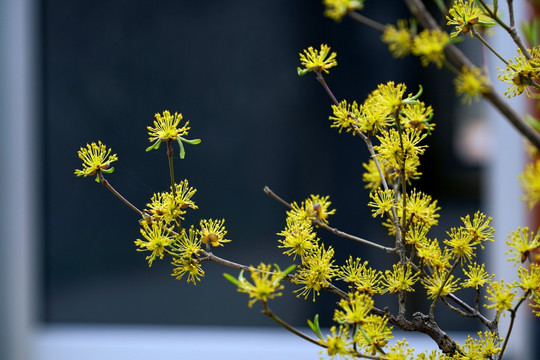 黄花