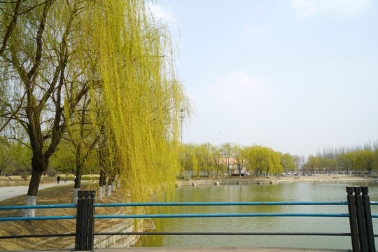 春天 湖边 柳树