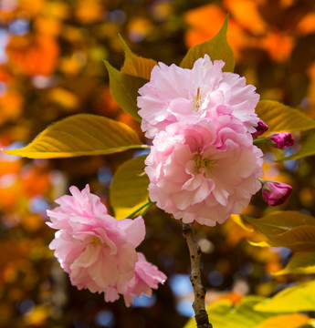 樱花 重瓣樱花