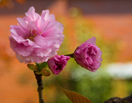 樱花 重瓣樱花