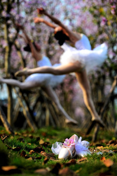 紫荆花下芭蕾舞