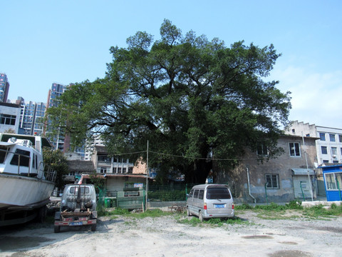 风景树