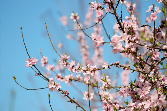 桃花