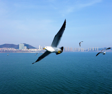 海鸥