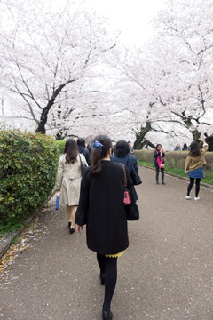 日本 樱花