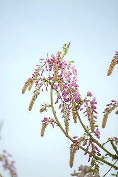 紫藤花