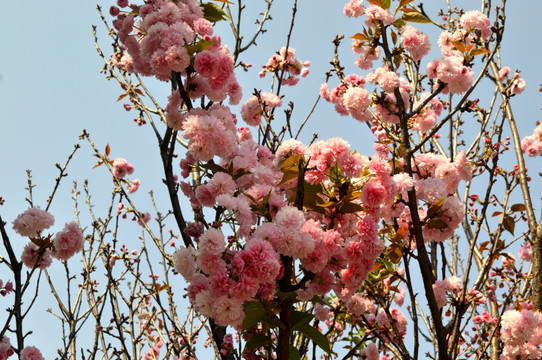 樱花