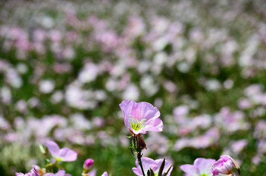 月见草