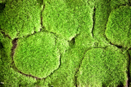 绿色植物墙 苔藓