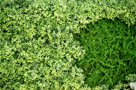 绿色植物墙 植物墙 花卉墙 绿