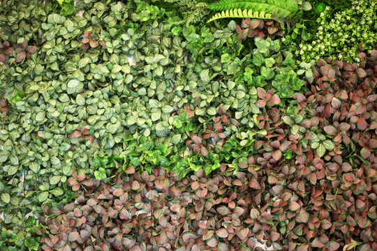 绿色植物墙 植物墙 花卉墙 绿