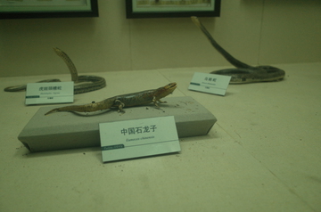 中国石龙子