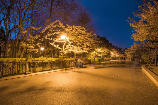 青岛中山公园樱花夜景