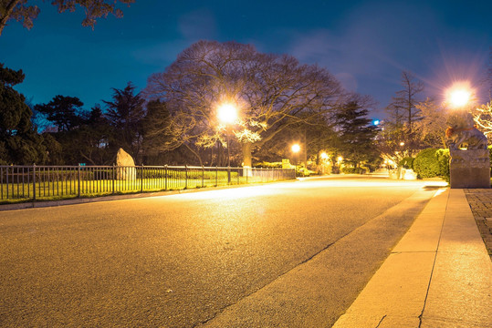 青岛中山公园樱花夜景