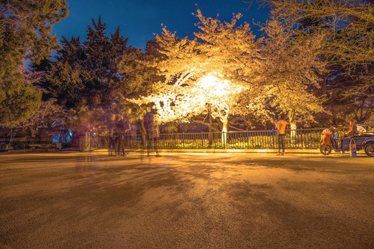 青岛中山公园樱花夜景