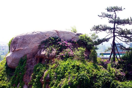 迎客松 岩石 盘山