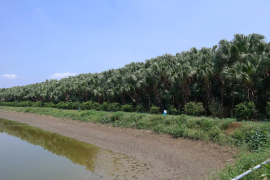 葵树林风景