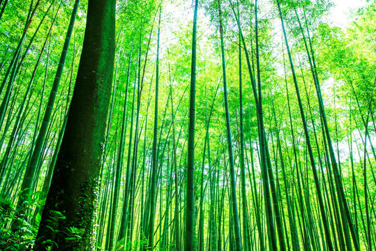 阳光竹林 树木 绿色植物