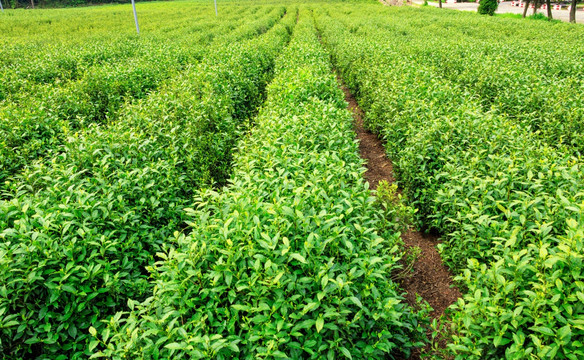 茶叶农田 绿色 农村 茶树植物
