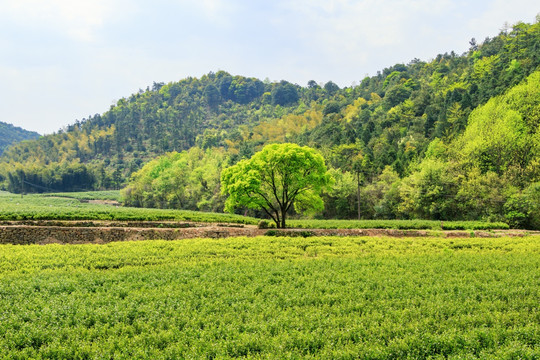 茶叶农田 绿色 农村 茶树植物