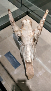 萨摩麟，远古动物头骨
