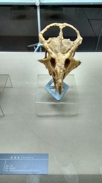 原角龙头骨化石，远古动物化石