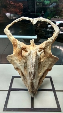原角龙头骨化石