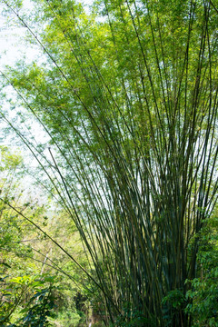 竹林
