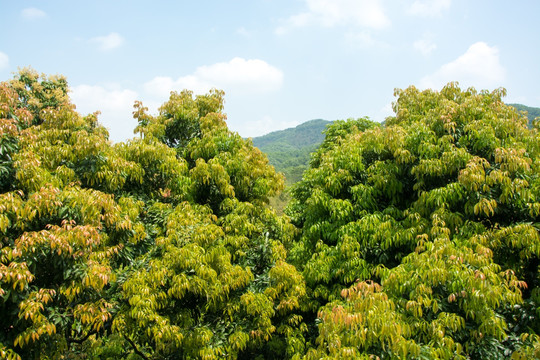 荔枝林