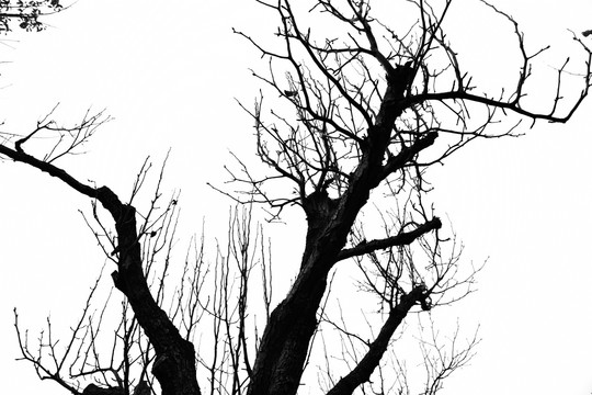 冬天的树 干枯树枝 树枝剪影