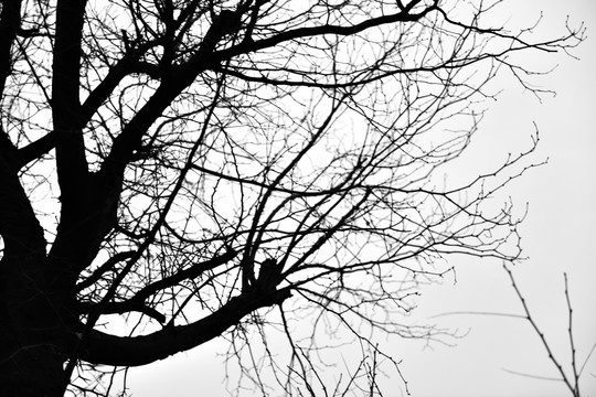 树枝剪影 干枯树枝 冬天的树枝