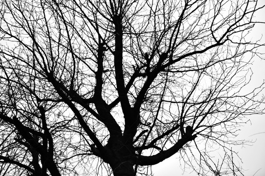 树枝剪影 干枯树枝 冬天的树枝