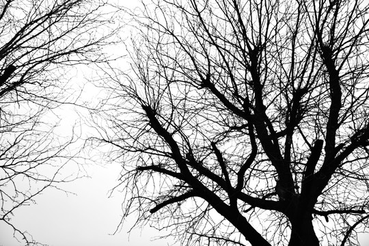 干枯树枝 树枝剪影 冬天的树枝
