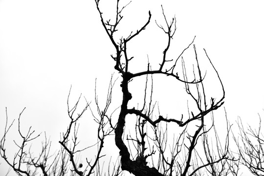 干枯树枝 树枝剪影 冬天的树