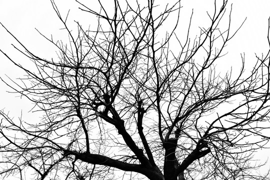 干枯树枝 树枝剪影 抽象树枝
