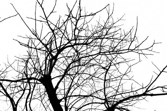 干枯树枝 树 树枝剪影 冬天树