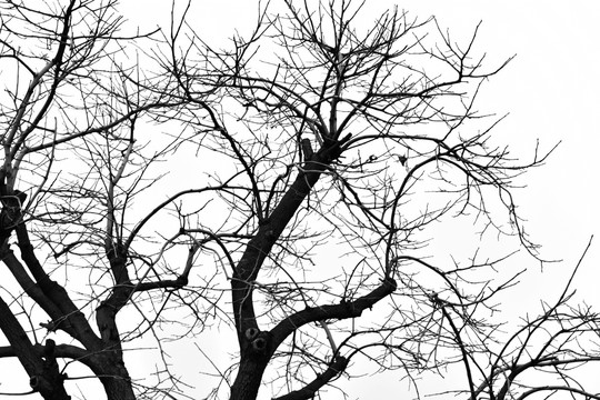 树枝剪影 干枯树枝 抽象树枝