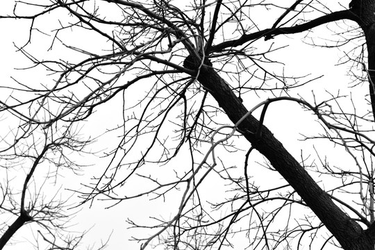 树枝剪影 干枯树枝 抽象树枝