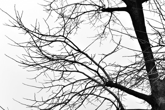 枯树枝 落光叶子的树