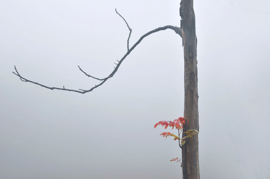 晨雾朦胧中的一截树干