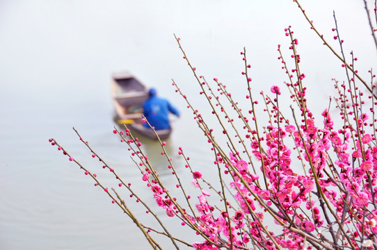 冬天热烈盛开的梅花与虚化的小船