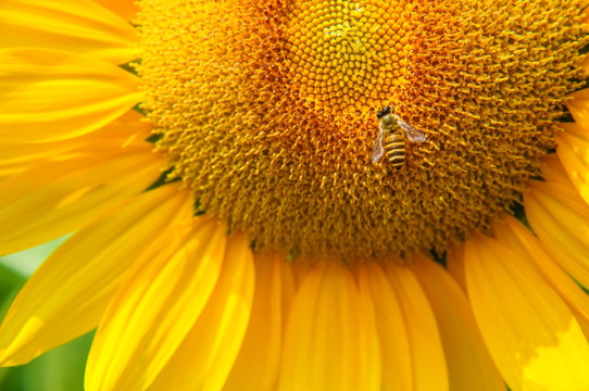 蜜蜂与向日葵