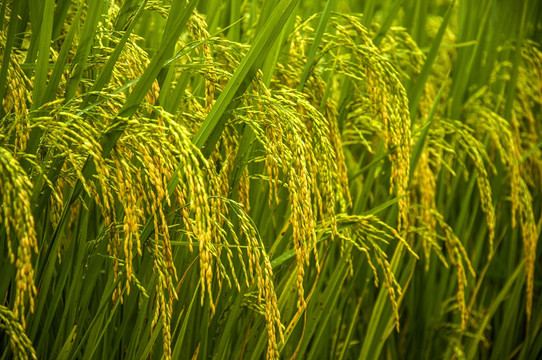金色稻谷