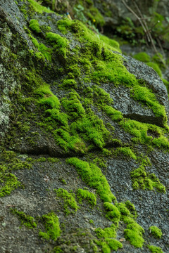 岩石上的绿色青苔