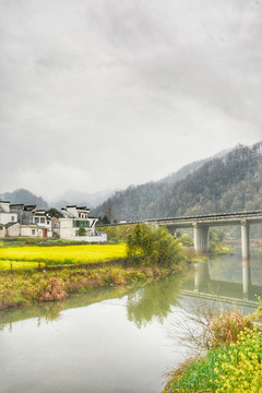 油菜花