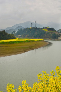 油菜花