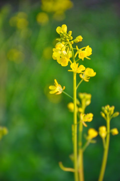 油菜花