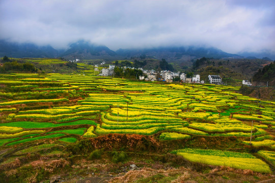 油菜花