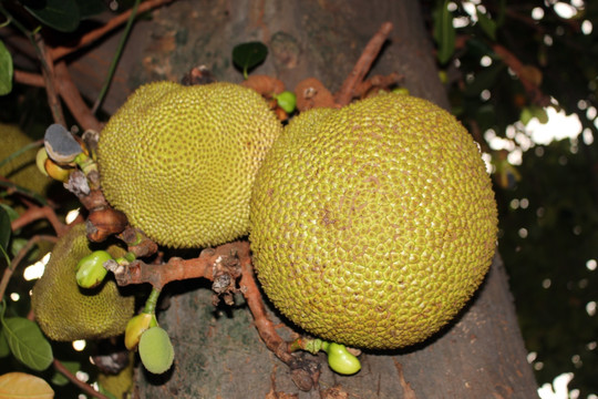 菠萝蜜